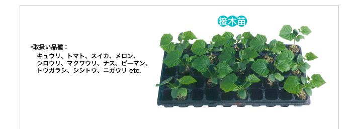 接木苗（取り扱い品種各種）