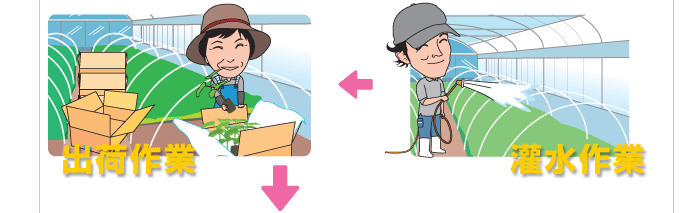 灌水作業→出荷作業