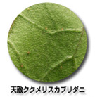 インセクト
