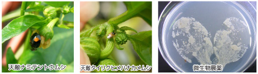 天敵/微生物