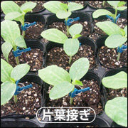 片葉接ぎ